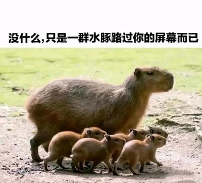 这是一张原始拍摄的静态动物照片，画面主体是一只成年水豚和六只幼年水豚，它们排成整齐的队伍在带有泥点的地面上行走，背景是覆盖着绿色水藻的浅滩区域。成年水豚体型壮硕，神态沉稳地目视画面右侧，幼年水豚模样软萌，紧紧跟随着成年水豚的步伐。图片上方配有文字“没什么,只是一群水豚路过你的屏幕而已”，用拟人化的轻松语气，将水豚的出行描述为“路过屏幕”，营造出治愈、温馨的氛围，传递出轻松愉悦的情绪。