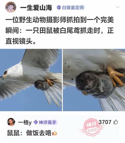 这张梗图展示了一位野生动物摄影师抓拍到的戏剧性瞬间：一只白尾鸢在飞行中抓捕了一只田鼠，而田鼠恰好直视镜头，表情显得十分惊讶和无辜。图片采用左右对比的方式，右侧为田鼠面部表情的特写，突出了这一巧合的趣味性。下方有网友神评"鼠鼠：做饭去咯"，以幽默的方式解读田鼠的表情，形成了强烈的喜剧效果。