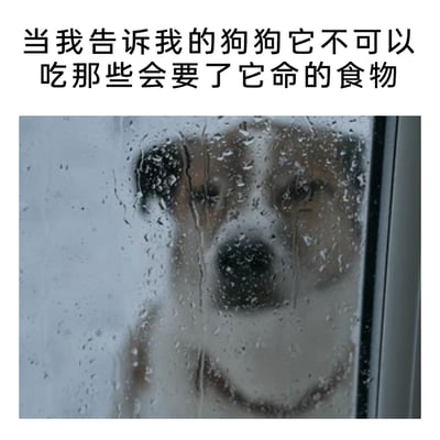 这是一张贴合养宠日常的搞笑梗图，上方配有文案“当我告诉我的狗狗它不可以吃那些会要了它命的食物”，下方是一张真实拍摄的宠物照片：一只狗狗将脸贴在布满水渍的玻璃上，鼻子紧贴玻璃，神情委屈可怜，仿佛在为被禁止吃食物而难过。图中用拟人化的方式，生动还原了狗狗在被主人阻止进食喜爱但存在安全风险的食物时的失落状态，精准戳中养宠人群的日常共鸣，充满趣味。
