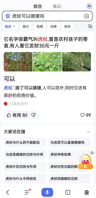 这是一张百度移动端搜索的网页截图，搜索关键词为「虎杖可以喂猪吗」。页面展示了两类搜索结果：一是一篇介绍虎杖的资讯，提到虎杖曾是农村孩子的零食，有人靠售卖它获利；二是用户「小吴在农村」的回答，明确说明虎杖可以用来喂猪，同时人类也可食用，还具备良好的药用价值，回答旁配有三张虎杖植株的实拍图片。页面底部还有「大家还在搜」板块，推荐了与虎杖、喂猪相关的其他搜索词条。