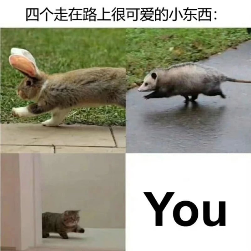 兔子