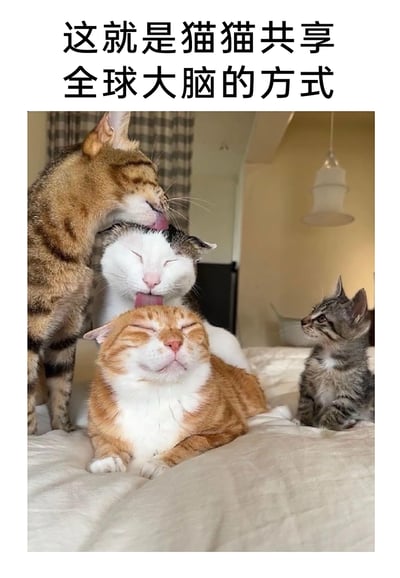 这是一张带有趣味文案的猫咪实拍图，图片顶部配有文字“这就是猫猫共享全球大脑的方式”。画面中共有四只猫咪，三只猫咪呈叠放姿态互相舔毛：最上方的狸花猫正低头舔舐中间白灰花色猫咪的头部，中间的白灰猫咪闭着眼睛一脸享受，同时它也在舔舐最下方橘白猫咪的头部，最下方的橘白猫咪同样闭着眼睛，露出满足的神情；在它们的右侧，还有一只小狸花猫正扭头看向这三只猫咪，眼神好奇。图片用猫咪互相舔毛的温馨日常，搭配搞笑文案调侃成“共享全球大脑”的行为，充满治愈感和趣味性，展现了猫咪之间的亲密互动。