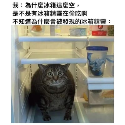 图片上半部分用繁体中文自述为什么冰箱总是变空，怀疑家里有“冰箱精灵”在偷偷吃东西，下半部分配上一只呆滞表情的肥猫坐在冰箱里，气氛搞笑，形成“冰箱精灵其实是猫咪”的幽默反转，这里的‘精灵’其实是指贪吃猫，用了双关梗。