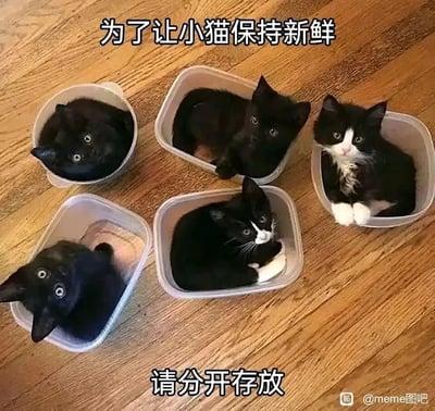 这是一张充满趣味的宠物梗图，画面里五只黑白相间的小猫分别蜷缩在不同的塑料保鲜盒中，它们睁着圆溜溜的眼睛，露出好奇懵懂的神情看向镜头，模样软萌可爱。图上方配文“为了让小猫保持新鲜”，下方配文“请分开存放”，模仿食品保鲜的储存提示语，用拟人化的荒诞手法调侃把小猫像食物一样分装“保鲜”，制造出强烈的反差感，带来轻松搞笑的效果。