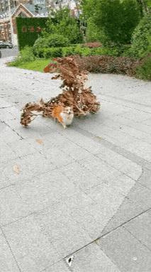 这是一个充满趣味的视觉错位动态GIF。画面初始，地面上的枯树叶与下方露出的柯基犬身体部分恰好拼接，形成了一只巨型螃蟹的逼真错觉，树叶构成螃蟹的躯体和大钳子，柯基的身体部分则像是螃蟹的腹部。当拍摄者手持食物吸引柯基时，柯基立刻兴奋地朝着食物的方向跑来，原本“螃蟹”的位置后方，拿着树叶的人也显现出来，这个以假乱真的“巨型螃蟹”假象瞬间被打破，露出了树叶和柯基的真实模样，整个过程利用视角错位制造出强烈的视觉反差，带来满满的搞笑效果。