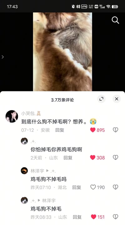 这是一张短视频评论区截图，主题是一只狗掉毛引发的话题。评论区里网友问“到底什么狗不掉毛啊？想养。”，于是引发一系列搞笑互动。网友巧用谐音梗（鸡毛狗=几毛狗=几乎不掉毛的狗）进行回复，引发了评论区的歪楼式讨论——大家都在围绕“鸡毛狗”是否掉毛展开段子式反问和调侃。整体氛围幽默轻松，体现网友对于日常困扰（宠物掉毛）的自嘲，以及网络谐音梗文化的活泼氛围。

谐音梗：评论中的“鸡毛狗”本意为不存在的生物，实际上是把“几毛狗”“鸡毛狗”做了谐音玩梗，调侃没有不掉毛的狗。