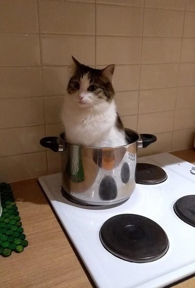 一只毛色为白色和棕色相间的猫，平静地坐在一个不锈钢锅里，而锅被放在厨房的白色 stove 上。猫咪表情淡定，似乎在思考猫生，与周围的厨房环境形成有趣对比。背景是米色的瓷砖墙，灶台上还有其他黑色的炉头，左侧台面上有绿色的装饰物。