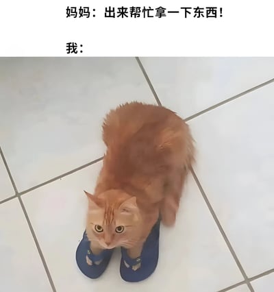 图片上方是两行对话文字，分别为“妈妈：出来帮忙拿一下东西！”和“我：”。下方是一只橘色的猫，它穿着一双蓝色的拖鞋，正坐在白色的瓷砖地板上，身体微微蜷缩，抬头看着前方，表情显得无辜又略带不情愿，幽默地模拟了被妈妈叫去帮忙拿东西时自己的反应。