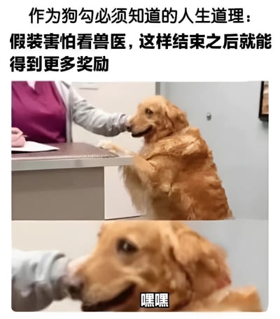 这是一张双面板宠物梗图，展示了一只金毛犬的‘人生智慧’。上方文字写着‘作为狗勾必须知道的人生道理：假装害怕看兽医，这样结束之后就能得到更多奖励’。第一面板中，金毛犬站立在兽医的桌子前，表情开心；第二面板是金毛犬的近距离特写，露出调皮的笑容并配有‘嘿嘿’的文字，暗示它正在为自己的小计谋得意。整体风格幽默，抓住了宠物与主人互动中的可爱细节。