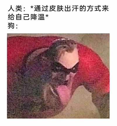 这是一张趣味对比梗图，上方文字说明人类的降温方式是通过皮肤出汗，下方则是一张利用视觉错位效果的狗狗实拍图：狗狗趴在红色地毯上，地毯的粉色部分与狗狗的位置巧合，形成了狗狗拥有超长舌头的视觉错觉，夸张地对应了狗狗通过伸舌头喘气来降温的生理特点，用搞笑的视觉反差来制造趣味效果，让人看到后会心一笑。