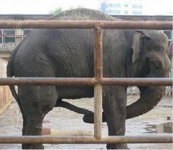 图片中是一头大象站在生锈的金属栏杆围栏后面，可能位于动物园或类似场所。大象身体呈深灰色，正用鼻子活动，背景可见一些建筑物和带有水坑的水泥地面，整体场景较为平静自然。