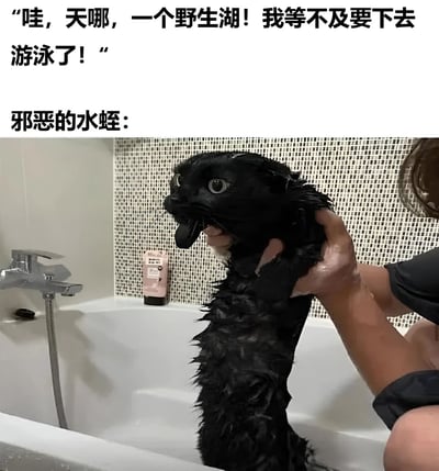 图片上方配有文字“哇，天哪，一个野生湖！我等不及要下去游泳了！”，下方文字标注“邪恶的水蛭：”，紧接着是一张实拍图：一只浑身湿透的黑色猫咪被人捧在浴缸中，毛发因沾水而紧贴身体，眼睛瞪得很大，嘴巴微张，表情看起来十分惊恐，仿佛在扮演“邪恶的水蛭”。通过将期待游泳的兴奋与“水蛭”实为惊恐猫咪的反差，制造出幽默效果。
