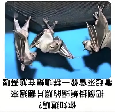 图片展示了三只倒挂在黑色物体下方的蝙蝠，背景为蓝色。蝙蝠的身体和翅膀自然下垂，通过将照片翻转的视觉效果，使它们看起来像是在“尬舞”。图片下方配有文字：“你知道吗？把倒挂蝙蝠的照片翻过来，看起来就像一群蝙蝠在尬舞喔”，以幽默的方式点明了这一视觉错觉。