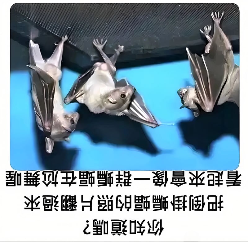 蝙蝠