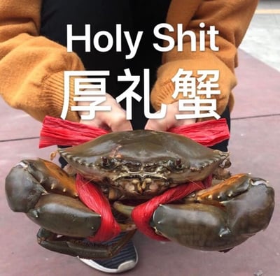 图片中一人穿着棕色毛衣，双手捧着一只被红色丝带捆绑的大螃蟹。图片上方配有英文'Holy Shit'和中文'厚礼蟹'文字，利用中英文谐音制造笑点，'Holy Shit'的发音与中文'厚礼蟹'相似，形成幽默效果。
