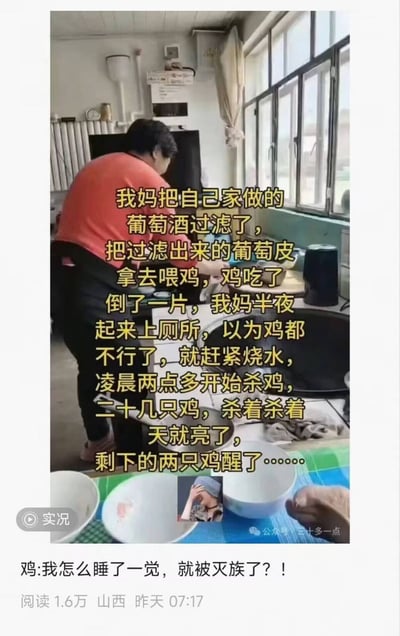 这是一张分享生活搞笑乌龙事件的图文内容，画面上半部分是一位身着红色上衣的中年女性背对着镜头，在居家厨房的台面前操作的场景，画面叠加黄色文字详细讲述了事件经过：用户的妈妈自制葡萄酒过滤后，将剩余的含有酒精的葡萄皮拿来喂鸡，鸡食用后全部醉倒躺了一片；妈妈半夜起夜看到后误以为鸡全都病死了，连忙烧水，从凌晨两点多开始宰杀家里的二十几只鸡，一直杀到天亮，最后剩下的两只鸡刚好醒酒恢复了意识。图片底部额外配了拟人化的吐槽文字，整体充满荒诞的搞笑感。