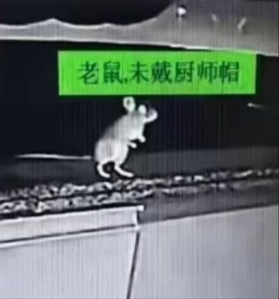 这是一张后厨监控画面的截图，整体为偏灰度的监控画质，画面下半部分是后厨操作台的边缘，一只老鼠直立站在操作台上方的台面上，头部抬起朝向画面上方。画面上方有一个亮绿色的矩形标注框，框内写有黑色文字“老鼠,未戴厨师帽”，以餐饮从业者上岗需佩戴厨师帽的规范要求调侃本不该出现在后厨的老鼠，内容荒诞又充满讽刺感，搞笑效果十足。