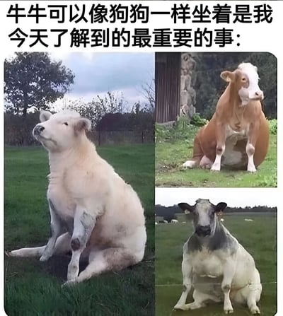 图片上方配有文字“牛牛可以像狗狗一样坐着是我今天了解到的最重要的事:”，下方由三张奶牛照片组成。左侧是一只白色奶牛坐在绿色草地上，仰头望向天空；右上方是一只棕白相间的奶牛坐在草地与建筑物旁，前腿直立；右下方是一只黑白奶牛坐在开阔草地上，双腿并拢。三张照片均展示了奶牛以类似狗狗的坐姿端坐的罕见姿态，画面有趣且充满新鲜感。