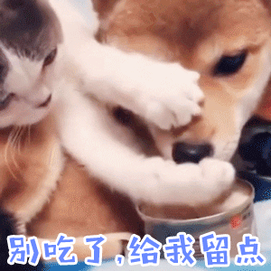猫咪和柴犬抢罐头吃，急得扒拉：别吃了给我留点！