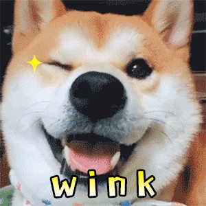 柴犬wink四连拍动态表情包
