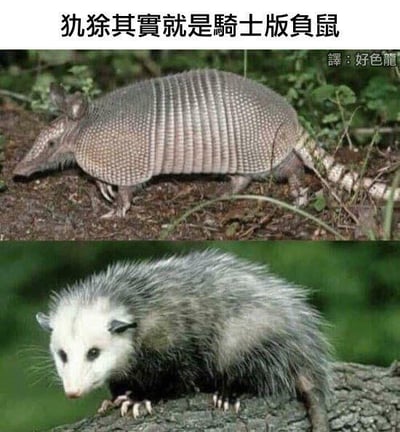 这是一张上下对比的拼接梗图，上图展示了一只犰狳，它有着类似盔甲的骨质硬壳，正行走在泥土地面上；下图展示了一只负鼠，毛发蓬松，正趴在树干上。图上方配有文字“犰狳其實就是騎士版負鼠”，右上角还有“譯：好色龍”的标注。
该梗是通过外形联想的搞笑类比，将犰狳的硬壳比作骑士的盔甲，调侃犰狳像是穿上盔甲的负鼠，以此制造趣味笑点，没有谐音或双关梗。