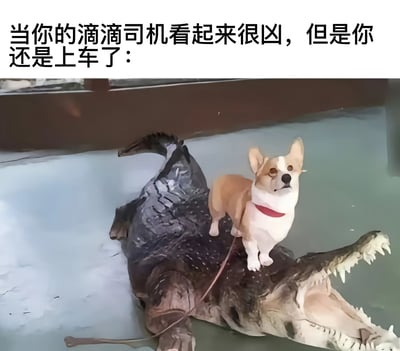 图片上方有文字“当你的滴滴司机看起来很凶，但是你还是上车了：”，下方是一张合成图，显示一只戴着红色项圈的柯基犬站在一只张着大嘴、看起来很凶猛的鳄鱼背上，两者都在汽车内部。这张图通过鳄鱼的凶猛外表与柯基的可爱形成反差，幽默地表现了虽然司机看起来很凶但还是选择上车的情景。