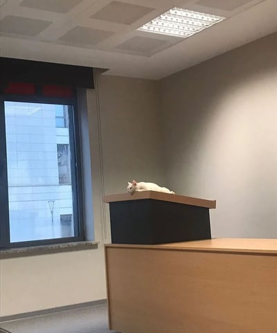一间安静的办公室角落，一只白猫正趴在黑色盒子上休息。房间内有一扇窗户，窗外可以看到一栋现代建筑的外墙。天花板上装有方形的荧光灯，照亮了整个空间。整体氛围宁静而舒适，展现了办公室中意外出现的可爱动物瞬间。