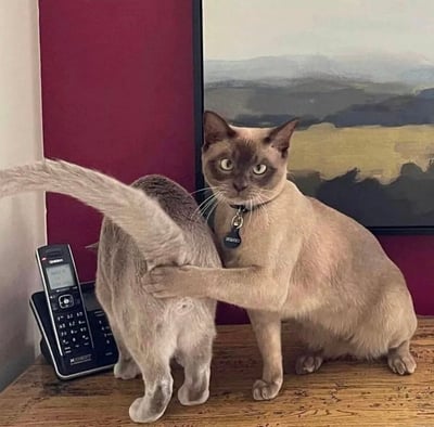 室内场景中，两只猫咪成为焦点。一只浅棕色、面部毛色较深的猫咪正坐着，双眼圆睁直视镜头，眼神犀利带着一丝严肃，它的右前爪轻轻搭在另一只灰毛猫咪的背上。被搭肩的猫咪背对着镜头，尾巴高高翘起。旁边的木质桌面上放着一部黑色座机电话，背景是红色墙壁和一幅描绘山川田野的风景画，整体画面温馨又充满趣味，猫咪的表情和动作宛如人类般有戏。
