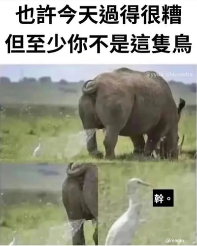 这是一张用于情绪安慰的搞笑多图拼接梗图，整体为中文内容。图的顶部配有文字“也许今天过得很糟，但至少你不是这只鸟”，下方由三部分画面组成：上方是草原上低头吃草的大象，下方左侧是大象尾部排出液体状物质的特写，右侧是被该物质击中的白鹭，白鹭旁配有吐槽文字“幹。”。这张梗图通过构建白鹭遭遇意外的倒霉场景，以调侃的方式安慰生活中遇到不顺的人，传递出“你的处境还不算最糟糕”的轻松情绪，用野生动物的荒诞瞬间制造笑点。