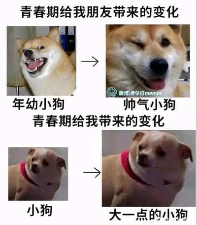 这张图片分为上下两个对比模块，上半部分呈现“朋友的青春期变化”：左侧是一只咧嘴大笑、表情搞怪的年幼小狗，右侧是一只神态帅气、眯眼吐舌的成年小狗，展现出朋友在青春期变帅气的正向改变；下半部分呈现“我的青春期变化”：左侧是一只普通的小狗，右侧是一只体型变大但神态依旧普通的小狗，通过这种强烈的反差，自嘲自己在青春期没有像朋友一样变优秀变帅气，只有体型的增长，整体内容充满搞笑和自我调侃的趣味，容易引发网友的共鸣。
