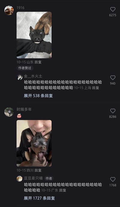 这是一张抖音平台的竖屏评论区截图，整体氛围欢乐搞笑。用户“1916”发布了一张狗狗咬着黑色袖子、眼睛瞪大露出牙齿、表情搞怪滑稽的照片，该评论获得6275个赞且被作者点赞；用户“金__水火土”发布了满屏的“哈哈哈哈”评论，表达被逗笑的心情，获得940个赞；用户“时隔多年”发布了一张人轻咬狗狗头部，狗狗张嘴吐舌、表情崩溃抗拒的搞笑照片，获得8286个赞；作者“豆豆是只喵”也发布了满屏的“哈哈哈哈”评论，回应这些搞笑内容，获得1768个赞，评论区的用户们都被这些狗狗的搞笑互动逗乐，形成了欢乐的互动氛围。