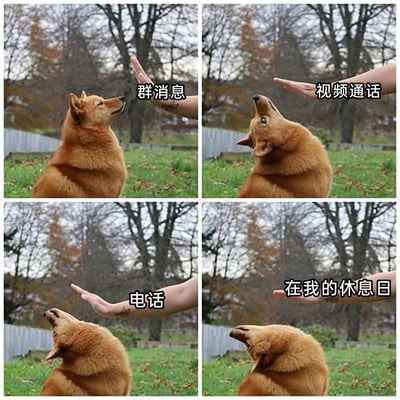 这是一张四格连环梗图，以一只棕毛狗狗面对人手阻挡的不同反应，对应打工人面对不同工作消息打扰的状态：第一格面对“群消息”，狗狗仅抬头注视，表现出轻微在意；第二格面对“视频通话”，狗狗仰头躲避，流露出抗拒；第三格面对“电话”，狗狗抗拒反应升级；第四格“在我的休息日”，狗狗直接偏头躲开，表现出完全不想被打扰的崩溃心态，精准还原了打工人在休息日被工作相关消息打扰时的烦躁与无奈，引发职场群体的强烈共鸣。