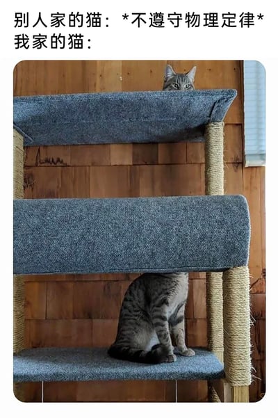 这是一张制造反差感的宠物搞笑梗图，上方配文将“别人家的猫”形容为“不遵守物理定律”，指代网络上常见的猫做出各种违背常理的灵动动作，而“我家的猫”则对应下方的视觉错位图片：猫爬架的上层平台露出一只虎斑猫的脑袋，下层平台坐着另一只虎斑猫的身体，二者的毛色、花纹相似，恰好形成了“同一只猫的身体和脑袋被平台分隔开”的错觉，仿佛自家猫连“穿墙”这类“违背物理”的事都做不到，只能老老实实待着，用巧合的视觉错位强化了“自家猫不如别人家猫灵动”的搞笑反差，充满诙谐感。