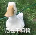 图片中是一只白色鸭子，有着黄色的宽大鸭嘴，正站立在绿色的草地上，头部微微转向一侧，表情呆萌。图片右侧配有文字“尼各在干嘛鸭”，其中“鸭”字一语双关，既指图中的鸭子，又谐音“呀”，形成俏皮的问候语，整体营造出可爱、轻松的氛围。