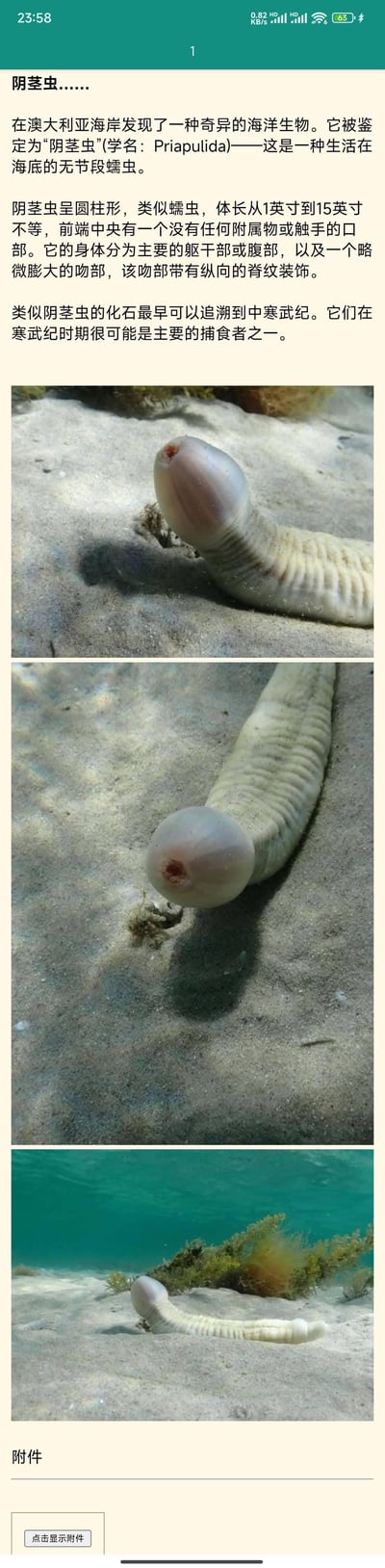 这是一篇介绍在澳大利亚海岸发现的奇特海洋生物“阴茎虫（学名Priapulida）”的科普图文，包含三段文字介绍和三张该生物的实拍图。文字部分介绍了它是生活在海底的无节段蠕虫，外形呈圆柱形，体长1到15英寸，前端有特殊口部，吻部有纵纹，其化石可追溯到中寒武纪，当时可能是主要捕食者之一。图片展示了该蠕虫在海底沙地的不同形态，外形特征和文字描述对应。