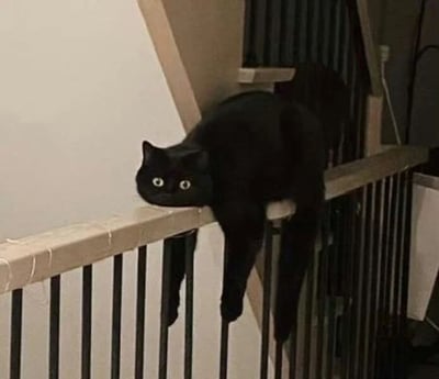 一只纯黑色的猫咪正攀爬在室内楼梯的栏杆上，身体部分悬空，前爪抓住栏杆立柱，头部探出栏杆边缘向左张望，双眼瞪得溜圆，瞳孔放大，眼神中带着明显的惊讶与好奇。背景可见白色墙壁和黑色金属栏杆结构，整体场景展现了猫咪调皮好动又不失呆萌的日常瞬间。