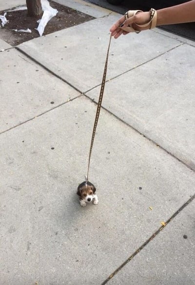 一只超小只的比格犬幼犬被一根看起来很长的牵引绳牵着，站在城市人行道上。小狗体型迷你，与较长的牵引绳形成有趣对比，显得格外可爱。画面捕捉了这只棕白相间的小狗抬头望向镜头的瞬间，表情呆萌。背景可见灰色水泥地砖和少量垃圾，显示这是在城市街道的日常场景。