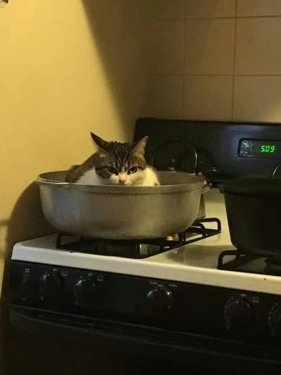 厨房场景中，一只灰白相间的猫咪正蹲坐在炉灶上的银色大锅中，只露出头部和部分身体。猫咪眼神平静，耳朵竖起，背景是米色瓷砖墙和黄色墙面，炉灶电子钟显示时间为5:09。整体画面温馨有趣，展现了宠物的可爱日常。