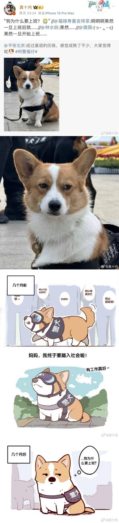 这组内容结合了@平安北京发布的真实柯基警犬“柯警福仔”的工作照片与网友创作的拟人漫画：照片里的柯基警犬一脸疲惫，漫画则展现了它刚入职时充满干劲、对工作满怀期待，喊着“妈妈，我终于要踏入社会啦！”“有工作真好~”，几个月后却蔫蔫地发出“…狗为什么要上班？”的灵魂拷问，精准还原了打工人从入职热情到职场倦怠的心态变化，引发广大网友共鸣。