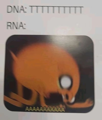 这是一张结合分子生物学知识的趣味梗图，采用图文混排的形式呈现。画面上方标注了DNA的碱基序列“TTTTTTTTTT”，下方对应标注RNA的位置，搭配了一个橙色的怪异卡通生物，生物的下方排列着一串“AAAAAAAAAAAAAA”，对应分子生物学中DNA转录为RNA时的碱基配对规则——DNA中的胸腺嘧啶（T）会与RNA中的腺嘌呤（A）配对，通过搞笑的卡通形象将专业的学科知识趣味化，适合在学生群体、生物爱好者圈子中传播，增添学习知识的趣味性。