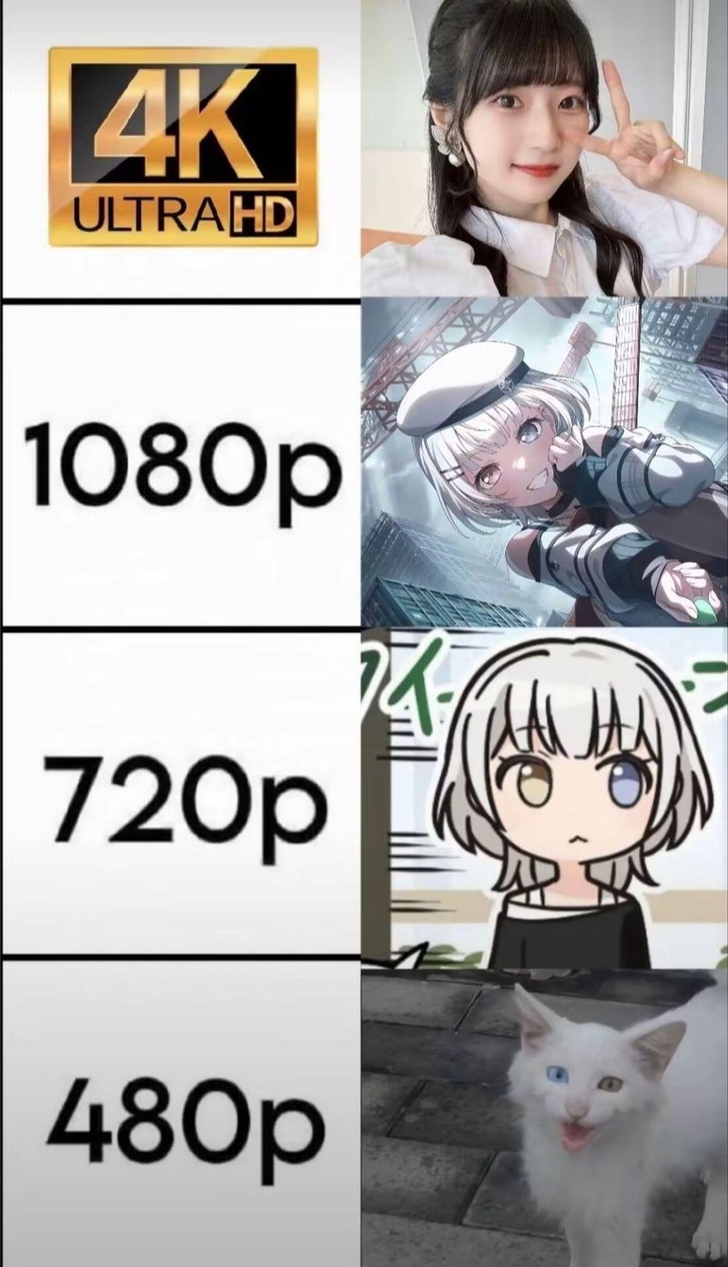 异瞳白猫