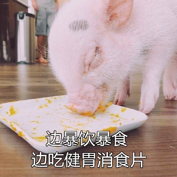 边暴饮暴食边吃健胃消食片的小猪