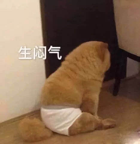 生气的狗狗坐角落生闷气