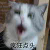 这是一张用于社交聊天的表情包，图中是一只灰白相间的真实猫咪，它张大嘴巴，神态激动亢奋，画面下方配有“疯狂点头”的白色文字，用来在沟通中表达强烈的赞同、认可态度，情绪传递直白且搞笑，很适合用来回应他人的观点，表达完全同意的心情。