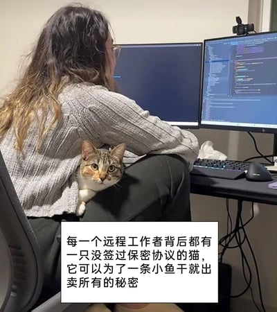 这张图呈现了一位远程工作的女性正坐在双屏电脑前工作，电脑屏幕显示着代码界面，推测她可能是一名远程办公的程序员。她穿着灰色针织毛衣，背后的毛衣内侧窝着一只三色狸花猫，猫咪探出头，睁着圆溜溜的眼睛好奇地看向镜头，神态软萌。图片下方配有趣味文字：「每一个远程工作者背后都有一只没签过保密协议的猫，它可以为了一条小鱼干就出卖所有的秘密」，以幽默的口吻调侃远程工作时，宠物作为时刻相伴的「旁观者」，仿佛是掌握工作秘密却无保密约束的存在，精准戳中了远程工作者与宠物相伴的日常，充满治愈感与趣味性。
