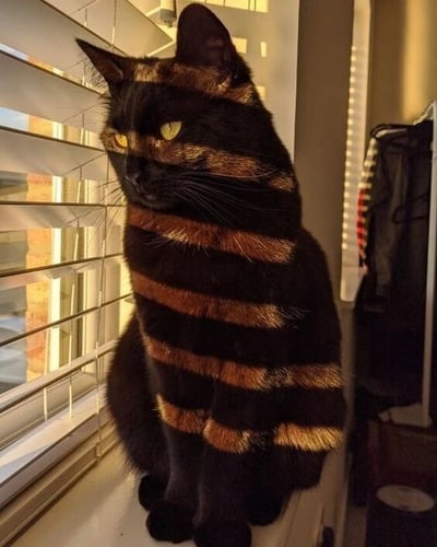 一只黑猫坐在窗边的窗台上，身上有着独特的深棕色条纹，宛如穿着条纹衫。它的眼睛是明亮的黄色，眼神犀利地望向一侧，表情严肃又带点威严。背景中可以看到白色的百叶窗和窗外的砖墙，室内光线柔和，衬托出猫咪的神秘气质。