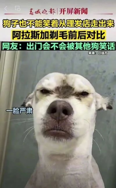 这张图片展示了一只被剃去大部分毛发的阿拉斯加犬，它的头部仅保留少量毛发，身体毛发几乎被全部剃除，面部表情十分严肃：眉头微微皱起，嘴角向下撇，整张脸看起来满是郁闷和低落，仿佛在为自己的新造型感到难过。图片上方配有多层文字：最顶部是媒体标识“春城晚报|开屏新闻”，紧接着是黄色大字标题“狗子也不能笑着从理发店走出来”，下方黄色字体标注“阿拉斯加剃毛前后对比”，再往下是绿色字体的网友调侃“出门会不会被其他狗笑话”，图片左侧还有白色文字标注“一脸严肃”来形容狗狗的表情。整体内容用拟人化的视角，将狗狗的表情解读为对新造型的不满，充满了搞笑趣味，容易引发养宠人士的共鸣。