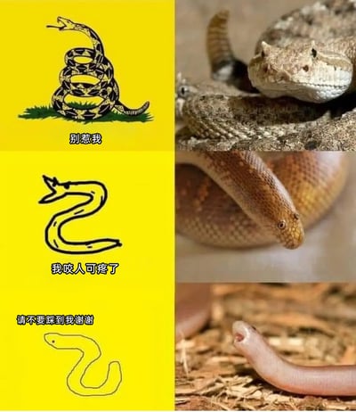 这是一张左右分栏的趣味对比图，整体呈现出蛇类攻击性从强到弱的反差效果：左侧为三版拟人化的卡通蛇形象并搭配对应文案，右侧是与之对应的真实蛇类照片。从上至下，第一行左侧是摆出威慑姿态的卡通响尾蛇，配文“别惹我”，右侧是真实的角响尾蛇，外形凶悍，自带威慑力；第二行左侧是张着嘴故作凶狠的卡通蛇，配文“我咬人可疼了”，右侧是真实的沙蟒，外形温和，攻击性较弱；第三行左侧是软乎乎蜷缩着的卡通蛇，配文“请不要踩到我谢谢”，右侧是真实的盲蛇，外形类似蚯蚓，几乎毫无攻击性。整张图用这种强烈的反差感制造趣味，同时也以轻松的方式展现了不同蛇类的危险等级差异。