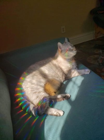 一只浅灰色的猫咪正舒适地躺在蓝色沙发上晒太阳，阳光透过窗户在它身上形成了美丽的彩虹光影效果。猫咪眯着眼睛，表情十分放松惬意，四肢自然伸展，尾巴随意地放在身侧。背景中可以看到黄色的墙壁和电源插座，整体氛围温馨舒适。