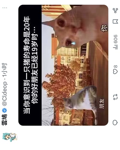 这张梗图中，画面背景是一所校园或小区，前景有两只猫，一只是著名的流泪猫表情，另一只是普通猫。配文写着『当你意识到一只猫的寿命是20年，你的好友已经19岁时……』，并用“你”和“朋友”标注了两只猫。整体表达了一种对时光流逝和友谊短暂的感慨，而且‘流泪猫’自带搞笑和丧元素，情绪上带有自嘲和忧伤，适合年轻人表达emo心情。

画面并没有直接双关、谐音梗，但用‘猫的寿命/人类友情’对比，衬托无力和感伤。